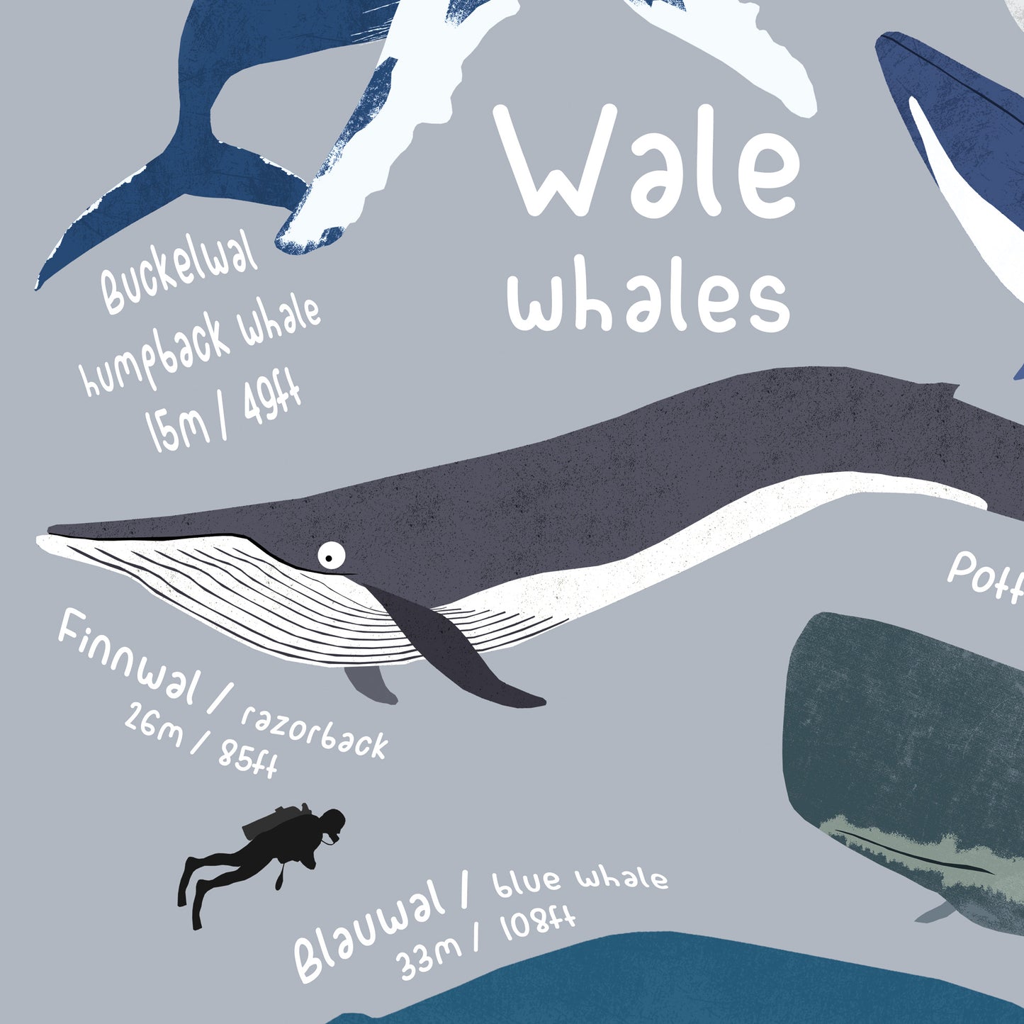 Poster Wale A4 - A2 zwei Varianten